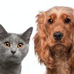 Chartreux cat, 5 months old, and a English Cocker Spaniel, 2 years old, in front of white background